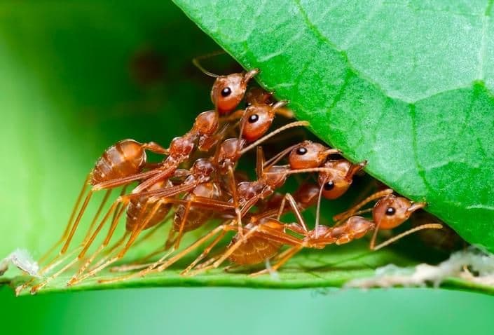 several ants lifting a leaf
