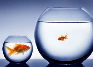 two goldfish, one small one large, in two differently sized fishbowls