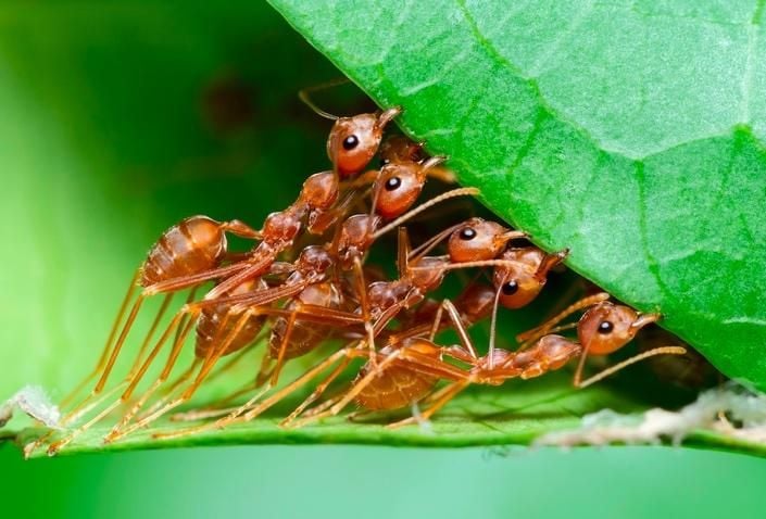 several ants lifting a leaf