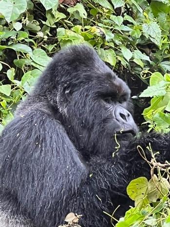 gorilla